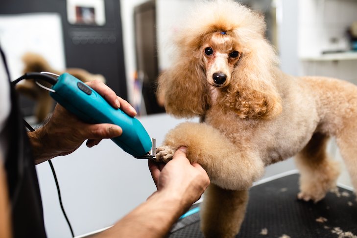 Learn how to become a dog groomer henderson nevada