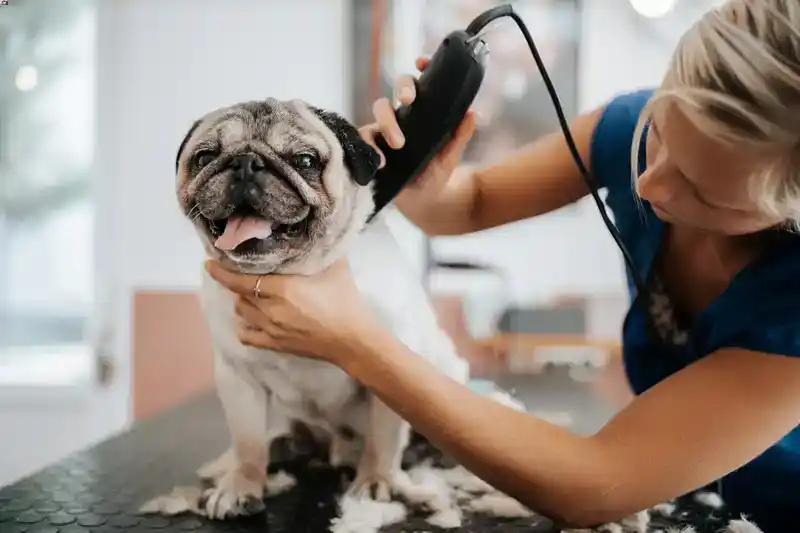 dog grooming class near me - dog hair shaving