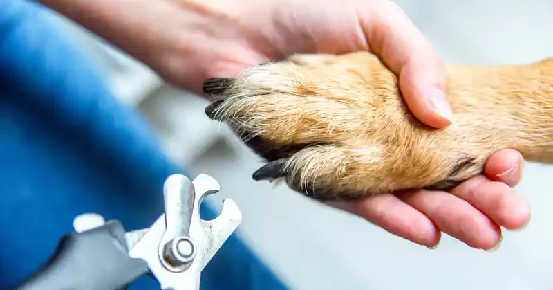 dog grooming classes Las Vegas. Learn how to groom your own dog.