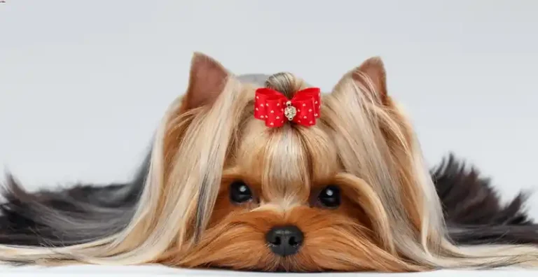 dog grooming class near me. dog grooming classes las vegas.