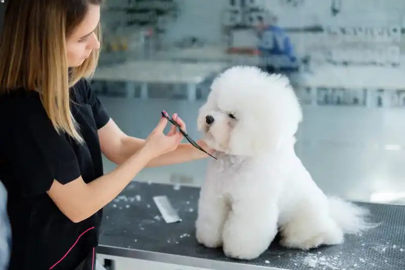 dog grooming classes near me. Groom my dog classes las vegas.