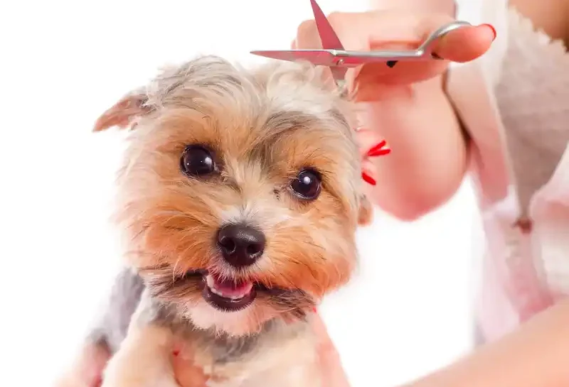 groom my own dog - dog grooming classes