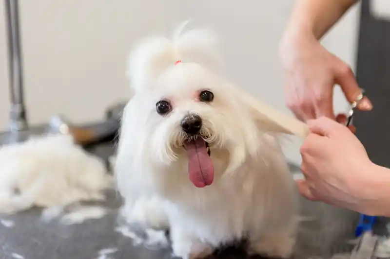 hands on dog grooming classes near me.